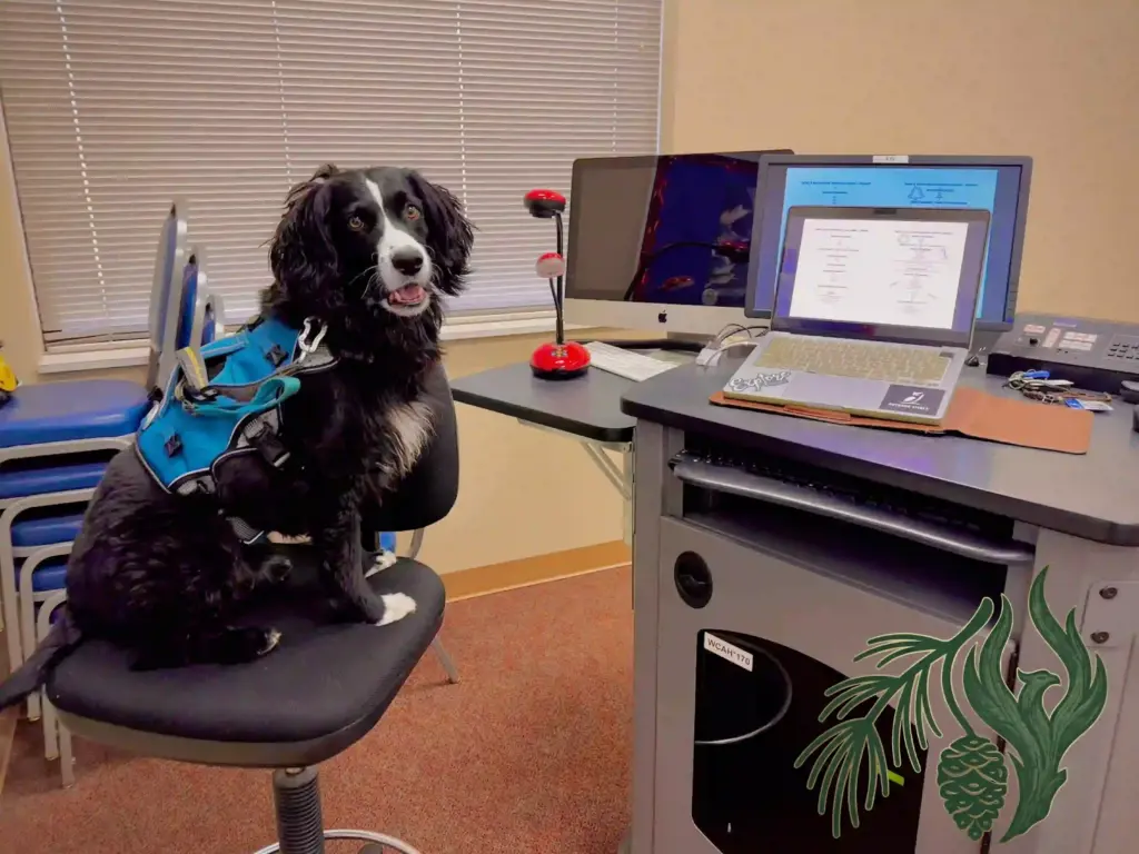 A black and white service dog in a harness sits in an office chair looking at the camera, with multiple computer screens and a laptop displaying educational curriculum behind it.